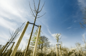 FANCY A CAREER CHANGE? : FREE PRACTICAL FORESTRY TRAINING COURSES MADE AVAILABLE